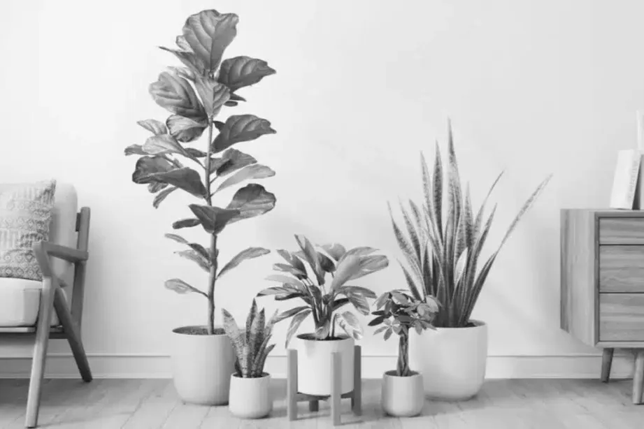 Easyplant the ugc club